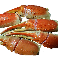 ズワイガニ爪 1kg 26/30 粒揃い 殻付筋目入り