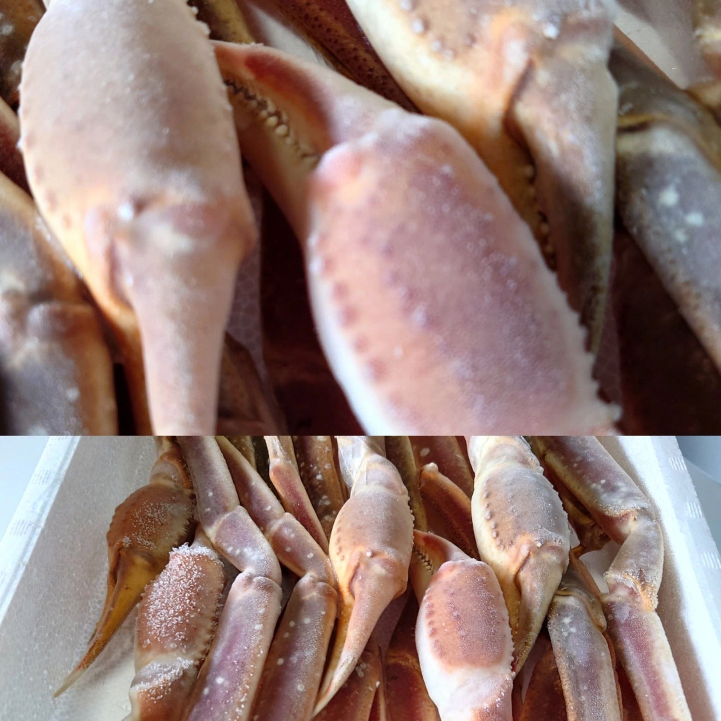 【かに専門店みやこ】生ズワイガニ 2kg 5Lビッグサイズ 5肩 未加熱冷凍 化粧笥入り｜料理好きに最適・語れる大型